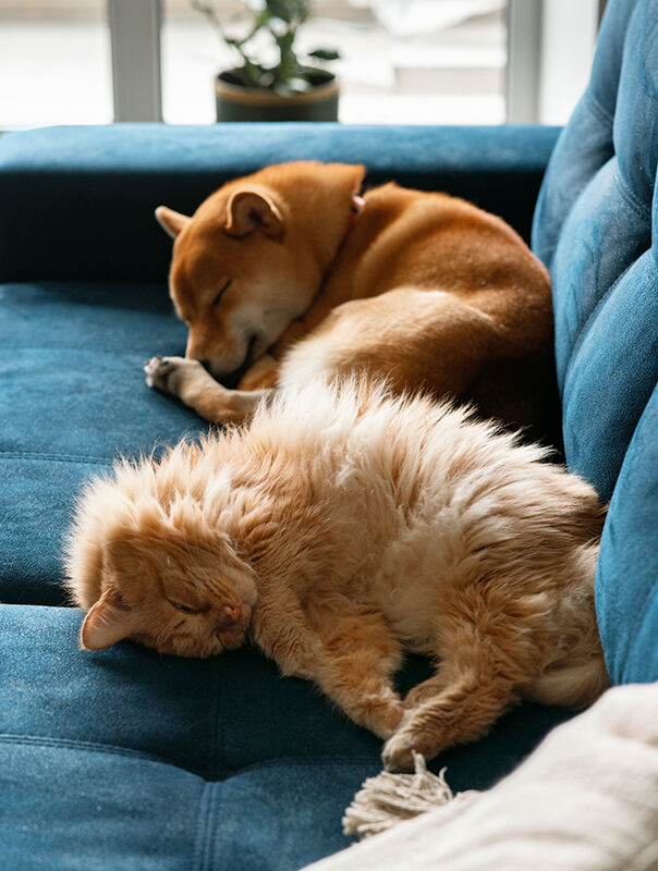 cat and dog napping on a sofa